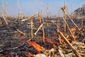 Corn Field Fire - Burning Biomass