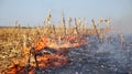 Corn Field Fire - Burning Stalks Royalty Free Stock Photo