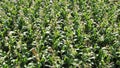 Corn field, flight over the cream of corn stalks, excellent growth, good corn harvest. Royalty Free Stock Photo