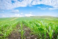 Corn field with a fresh green look durin a sunny spring day