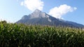 Corn field with Gonzen mountain background