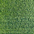 Corn field grain background drone view aerial photo square