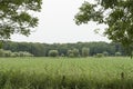 Corn field with grass and trees, neatly arranged ows of corn plants Royalty Free Stock Photo