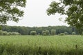 Corn field with grass and trees, neatly arranged ows of corn plants