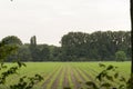 Corn field with grass and trees, neatly arranged ows of corn plants