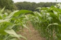 Corn field with grass and trees, neatly arranged ows of corn plants Royalty Free Stock Photo