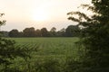 Corn field with grass and trees, neatly arranged ows of corn plants