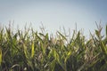 Corn field Royalty Free Stock Photo