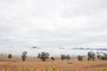 Corn field Royalty Free Stock Photo