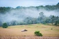 Corn field Royalty Free Stock Photo