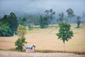 Corn field Royalty Free Stock Photo