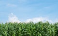 Corn field green meadow farm and blue sky.