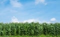 Corn field green meadow farm and blue sky.