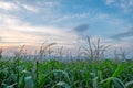 Corn field green meadow farm and blue sky in twilight