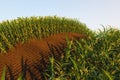 Corn field of green corn stalks and tassels, aerial drone photo above corn plants