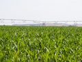 European Dairy Farm, Barn by Field of Corn Royalty Free Stock Photo