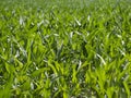 European Dairy Farm, Barn by Field of Corn Royalty Free Stock Photo