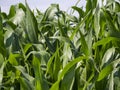 European Dairy Farm, Barn by Field of Corn Royalty Free Stock Photo