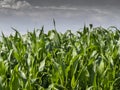 European Dairy Farm, Barn by Field of Corn Royalty Free Stock Photo