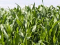 European Dairy Farm, Barn by Field of Corn Royalty Free Stock Photo