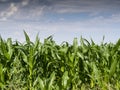 European Dairy Farm, Barn by Field of Corn Royalty Free Stock Photo