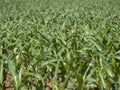 European Dairy Farm, Barn by Field of Corn Royalty Free Stock Photo