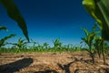 Corn field growing Royalty Free Stock Photo
