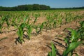 Corn field growing Royalty Free Stock Photo
