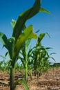 Corn field growing Royalty Free Stock Photo