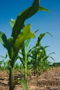 Corn field growing Royalty Free Stock Photo