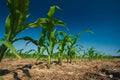 Corn field growing Royalty Free Stock Photo