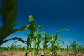 Corn field growing Royalty Free Stock Photo