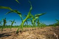 Corn field growing Royalty Free Stock Photo