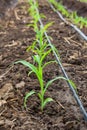 Corn field growing with drip irrigation Royalty Free Stock Photo