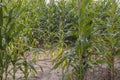 Corn field, growing in the nature