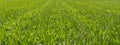 Corn field growing in summer. Rows of green corn with perspective lines