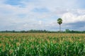 The corn field is growing where the rain clouds are about to fall. Royalty Free Stock Photo