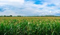 The corn field is growing where the rain clouds are about to fall. Royalty Free Stock Photo