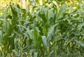 Corn field, grows beautifully in the village