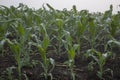 Corn field, the growth of young corn on the field in the morning mist Royalty Free Stock Photo