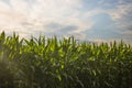 Corn field