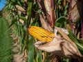 Corn field before the harvest in autumn Royalty Free Stock Photo