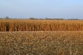 Corn field before and after harvest in autumn Royalty Free Stock Photo