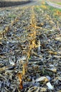 Corn field after harvest in autumn Royalty Free Stock Photo