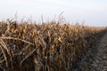 Corn field before harvest in autumn Royalty Free Stock Photo