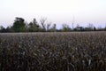 Corn field before harvest in autumn Royalty Free Stock Photo