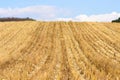 Corn field after harvest in autumn Royalty Free Stock Photo