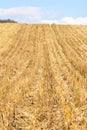 Corn field after harvest in autumn in Moldova Royalty Free Stock Photo