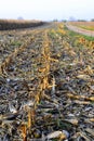 Corn field after harvest in autumn Royalty Free Stock Photo