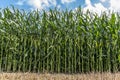 Corn field before harvest on farmland - Front view Royalty Free Stock Photo